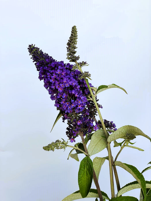 Blauer Lavendel Perovskia atriplicifolia Prime Time mit dunkelblauen Blütenrispen und grünen Blättern vor hellem Himmel.