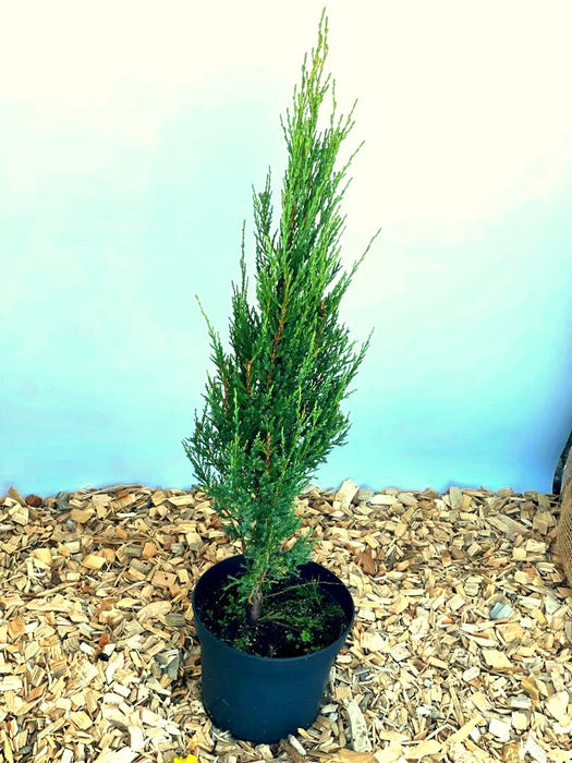 Blauer Zypressen-Wacholder Juniperus scopulorum Blue Arrow als schlanker, grüner Nadelbaum in schwarzem Topf auf Holzspänen.