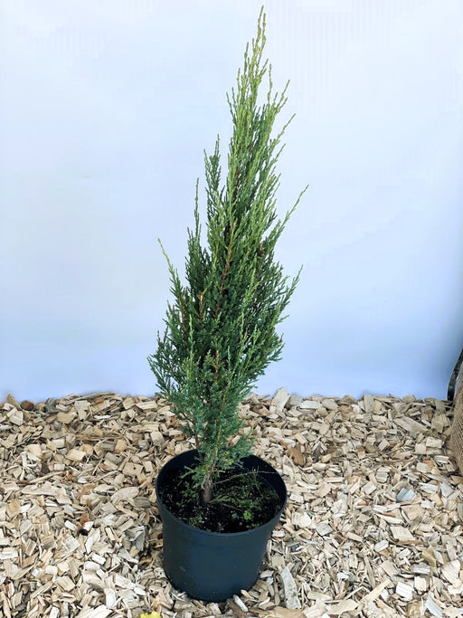 Blauer Zypressen-Wacholder Juniperus scopulorum Blue Arrow als schlanker, grüner Nadelbaum in schwarzem Topf auf Holzspänen.