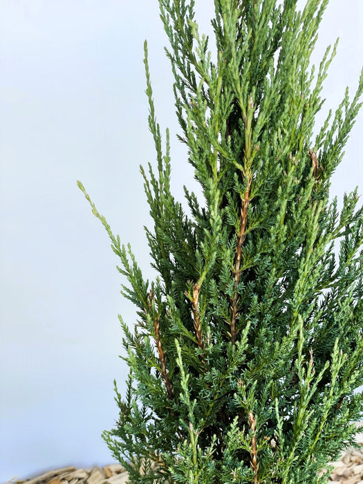 Blauer Zypressen-Wacholder Juniperus scopulorum Blue Arrow mit dichtem, grünen, aufrecht wachsenden Zweigen vor hellem Hintergrund.