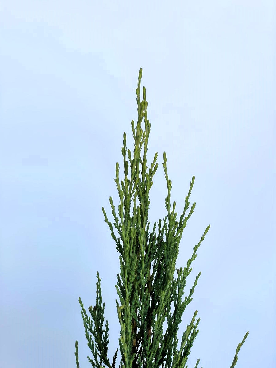 Blauer Zypressen-Wacholder Juniperus scopulorum Blue Arrow mit schlanken, grünen, aufrechten Trieben vor blauem Himmel.