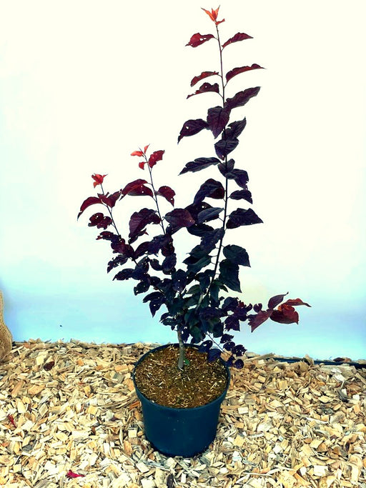 Blutpflaume Prunus cerasifera Nigra mit dunkelroten Blättern in schwarzem Topf auf Holzspänen vor hellem Hintergrund.