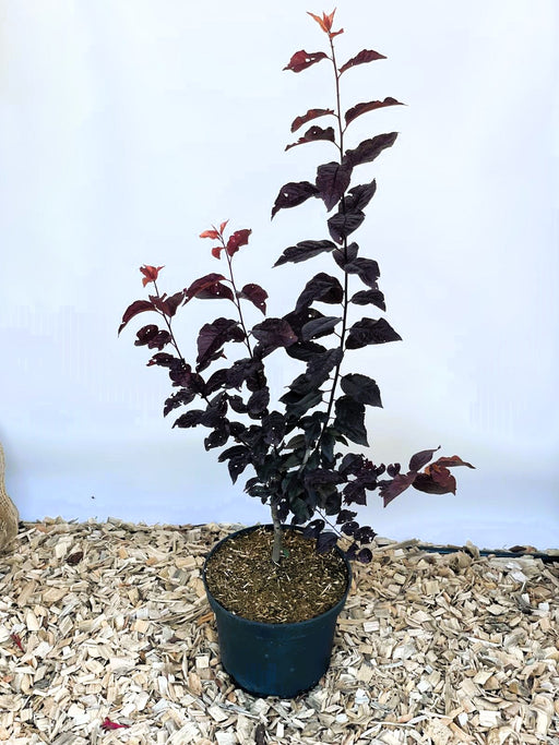 Blutpflaume Prunus cerasifera Nigra mit dunkelroten Blättern in schwarzem Topf auf Holzspänen vor hellem Hintergrund.