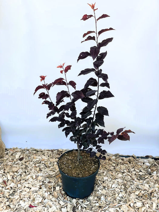 Blutpflaume Prunus cerasifera Nigra mit dunkelroten Blättern in schwarzem Topf auf Holzspänen vor hellem Hintergrund.