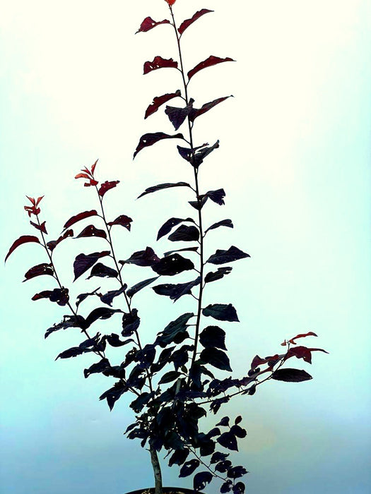 Blutpflaume Prunus cerasifera Nigra mit dunkelroten Blättern vor hellem Himmel, junge Pflanze in Topfperspektive.