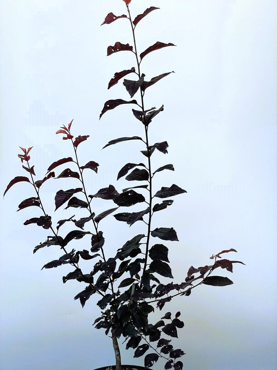 Blutpflaume Prunus cerasifera Nigra mit dunkelroten Blättern vor hellem Himmel, junge Pflanze in Topfperspektive.