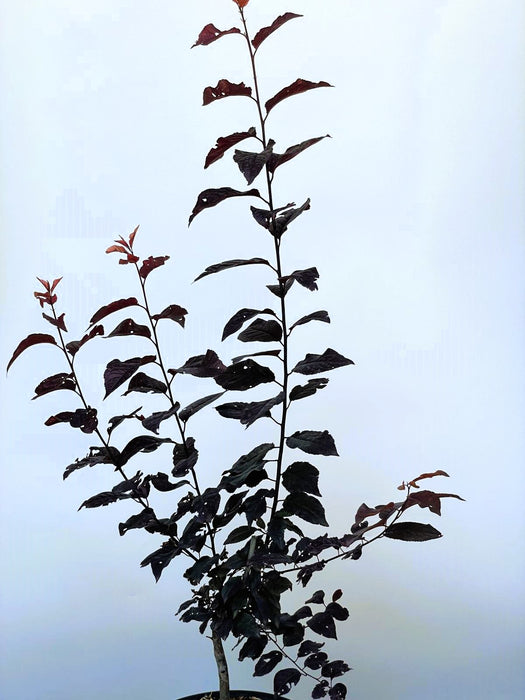 Blutpflaume Prunus cerasifera Nigra mit dunkelroten Blättern vor hellem Himmel, junge Pflanze in Topfperspektive.