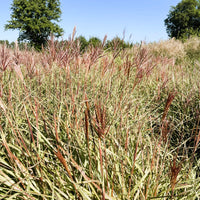 Chinaschilf Miscanthus Sinensis Red Chief mit roten Blütenrispen und grünen Blättern vor blauem Himmel und Bäumen.