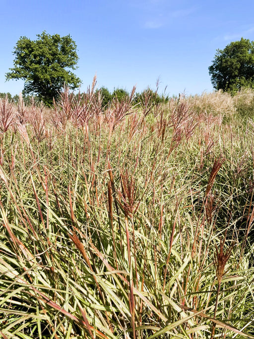 Chinaschilf Miscanthus Sinensis Red Chief mit roten Blütenrispen und grünen Blättern vor blauem Himmel und Bäumen.