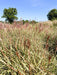 Chinaschilf Miscanthus Sinensis Red Chief mit roten Blütenrispen und grünen Blättern vor blauem Himmel und Bäumen.