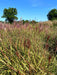 Chinaschilf Miscanthus Sinensis Red Chief mit roten Blütenrispen und grünen Blättern vor blauem Himmel und Bäumen.