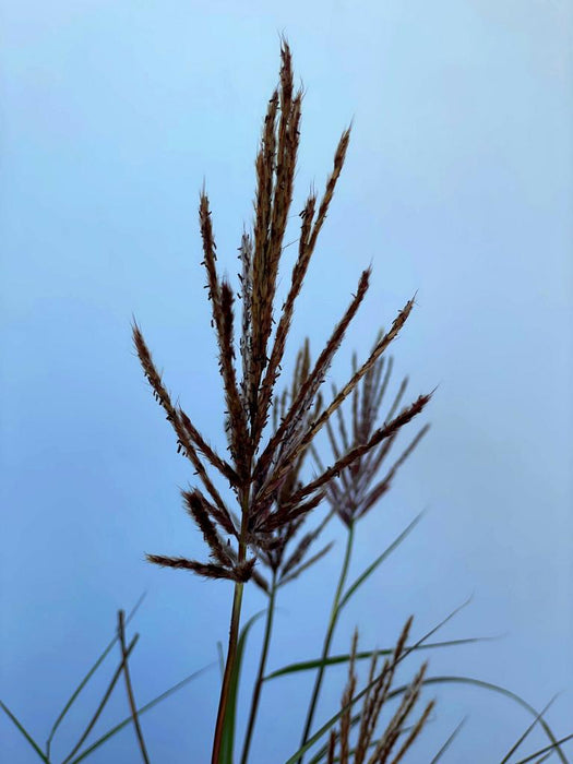 Blühendes Chinaschilf Miscanthus Sinensis Red Chief mit braunen Rispen vor blauem Himmel in Nahaufnahme.