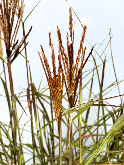 Chinaschilf Miscanthus Sinensis Red Chief mit roten Blütenrispen und grünen schmalen Blättern vor hellem Himmel.