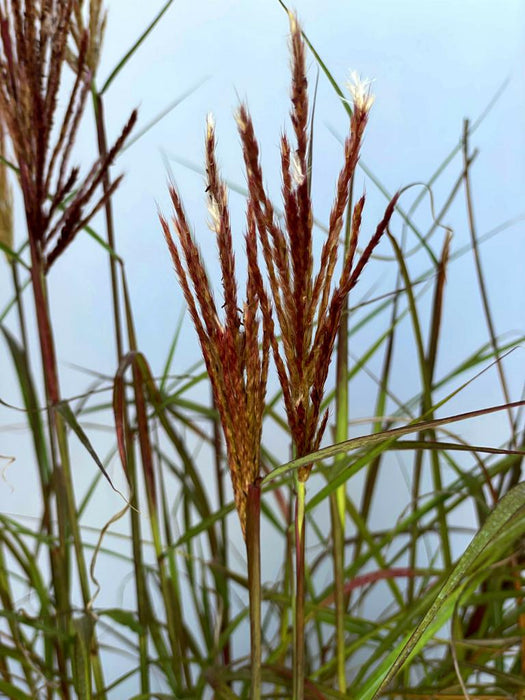 Chinaschilf Miscanthus Sinensis Red Chief mit roten Blütenrispen und grünen schmalen Blättern vor hellem Himmel.