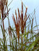 Chinaschilf Miscanthus Sinensis Red Chief mit roten Blütenrispen und grünen schmalen Blättern vor hellem Himmel.