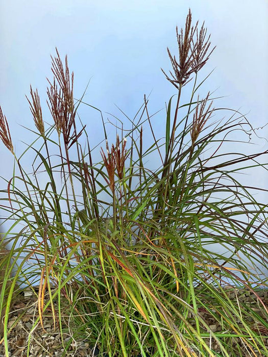 Chinaschilf Miscanthus Sinensis Red Chief mit grünen Blättern und roten Blütenrispen vor hellem Hintergrund.