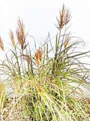 Chinaschilf Miscanthus Sinensis Red Chief mit grünen Blättern und roten Blütenrispen vor hellem Hintergrund.