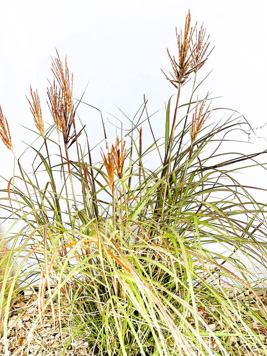 Chinaschilf Miscanthus Sinensis Red Chief mit grünen Blättern und roten Blütenrispen vor hellem Hintergrund.