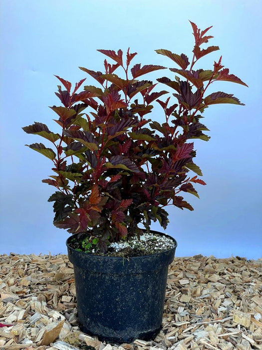 Fasanenspiere Physocarpus opulifolius LittleAngle mit roten, gezackten Blättern in schwarzem Topf auf Holzspänen vor blauem Hintergrund.