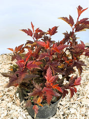 Fasanenspiere Physocarpus opulifolius LittleAngle mit roten, gezackten Blättern in schwarzem Topf auf Holzspänen.