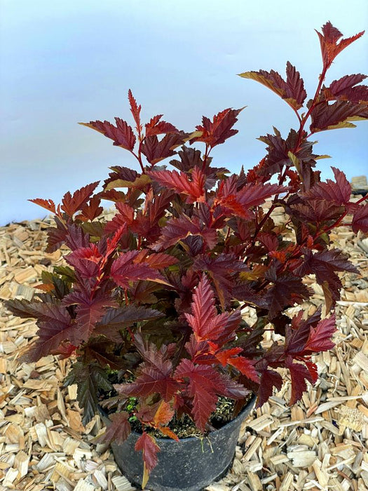 Fasanenspiere Physocarpus opulifolius LittleAngle mit roten, gezackten Blättern in schwarzem Topf auf Holzspänen.