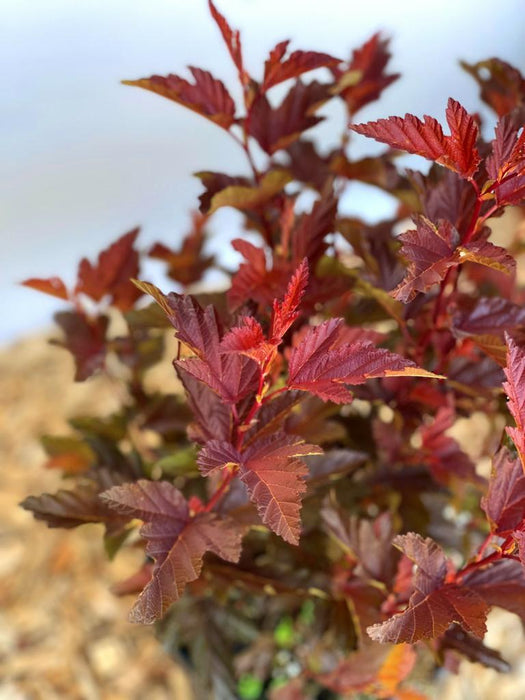 Fasanenspiere Physocarpus opulifolius LittleAngle mit rotbraunen, gezackten Blättern vor unscharfem Hintergrund.
