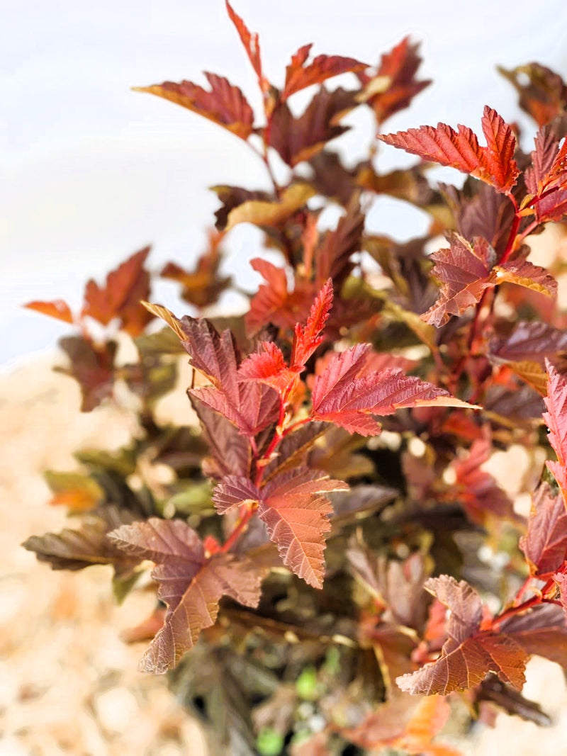 Fasanenspiere Physocarpus opulifolius LittleAngle mit rotbraunen, gezackten Blättern vor unscharfem Hintergrund.