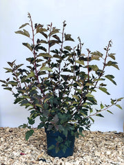 Fasanenspiere Physocarpus opulifolius Summer Wine mit dunkelroten Blättern in schwarzem Topf auf Holzspänen vor blauem Hintergrund.