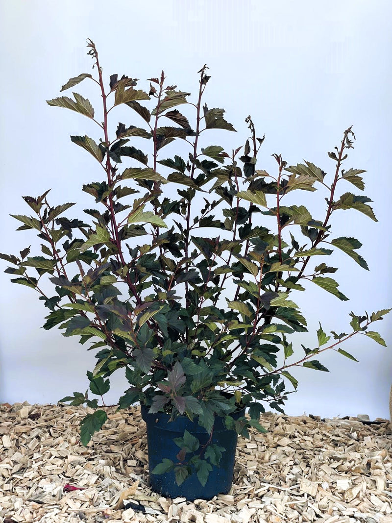 Fasanenspiere Physocarpus opulifolius Summer Wine mit dunkelroten Blättern in schwarzem Topf auf Holzspänen vor blauem Hintergrund.