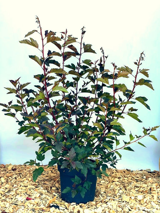 Fasanenspiere Physocarpus opulifolius Summer Wine mit dunkelroten Blättern in schwarzem Topf auf Holzspänen vor blauem Hintergrund.