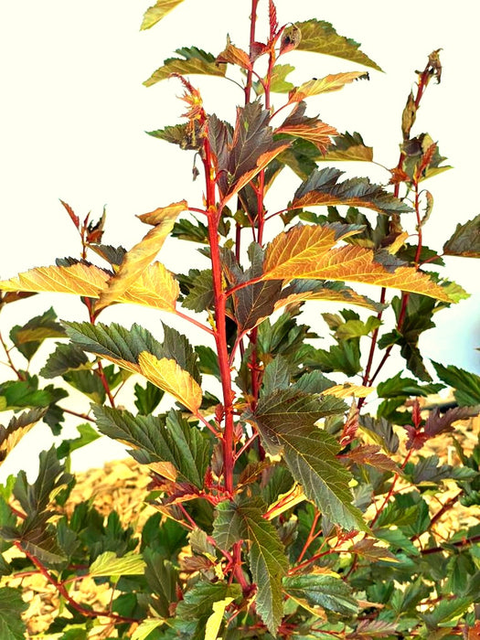 Fasanenspiere Physocarpus opulifolius Summer Wine mit roten Stängeln und dunkelgrünen bis rötlichen Blättern vor hellem Hintergrund.