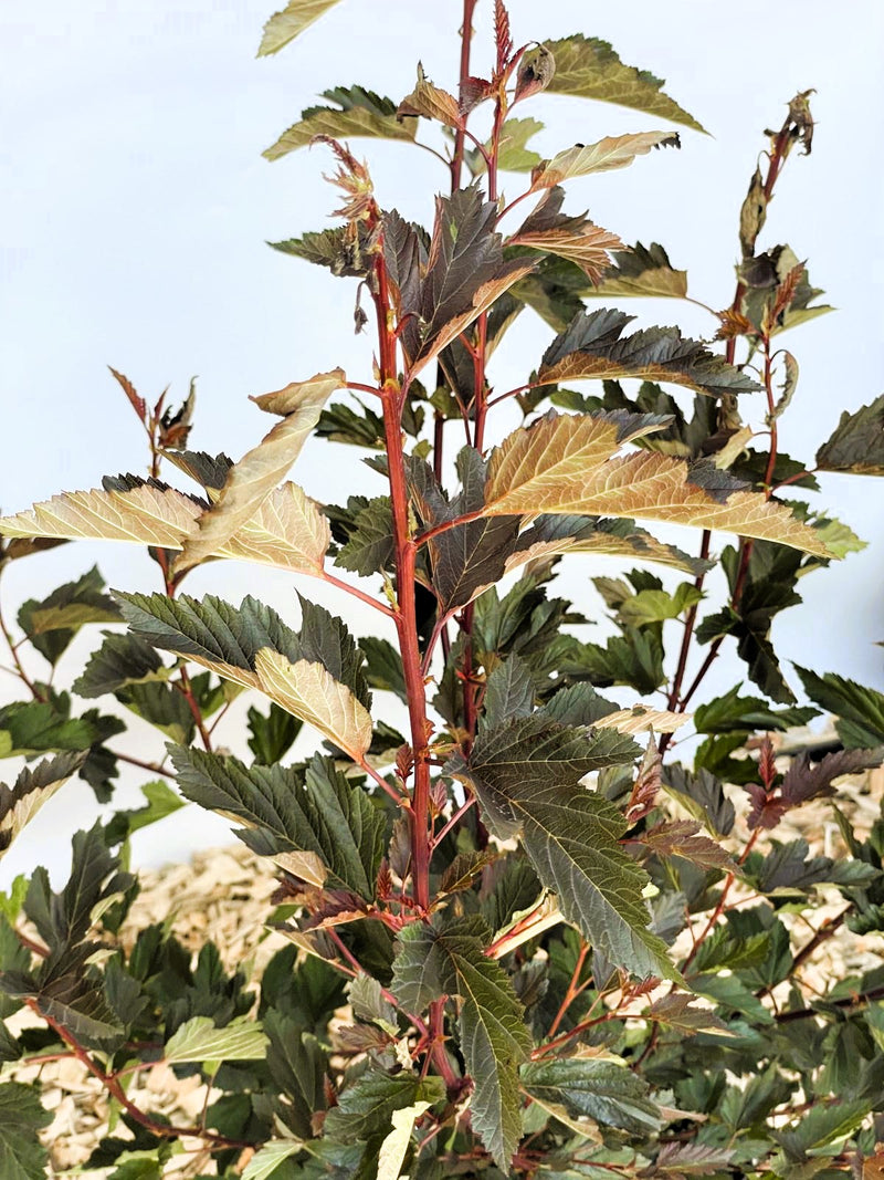 Fasanenspiere Physocarpus opulifolius Summer Wine mit roten Stängeln und dunkelgrünen bis rötlichen Blättern vor hellem Hintergrund.