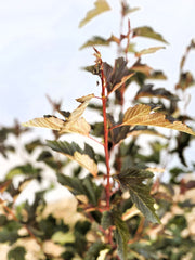 Fasanenspiere Physocarpus opulifolius Summer Wine mit rotbraunen Blättern und roten Stielen vor unscharfem Himmel.