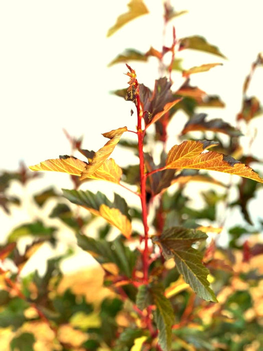Fasanenspiere Physocarpus opulifolius Summer Wine mit rotbraunen Blättern und roten Stielen vor unscharfem Himmel.