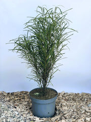 Faulbaum Rhamnus frangula Fine Line mit schmalen, grünen Blättern in grauem Topf vor blauem Hintergrund auf Holzspänen.