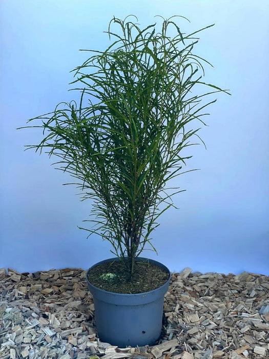 Faulbaum Rhamnus frangula Fine Line mit schmalen, grünen Blättern in grauem Topf vor blauem Hintergrund auf Holzspänen.