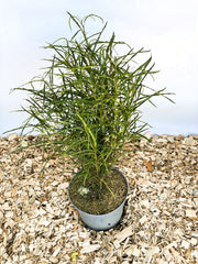Faulbaum Rhamnus frangula Fine Line mit schmalen, langen grünen Blättern in grauem Topf auf Holzspänen.