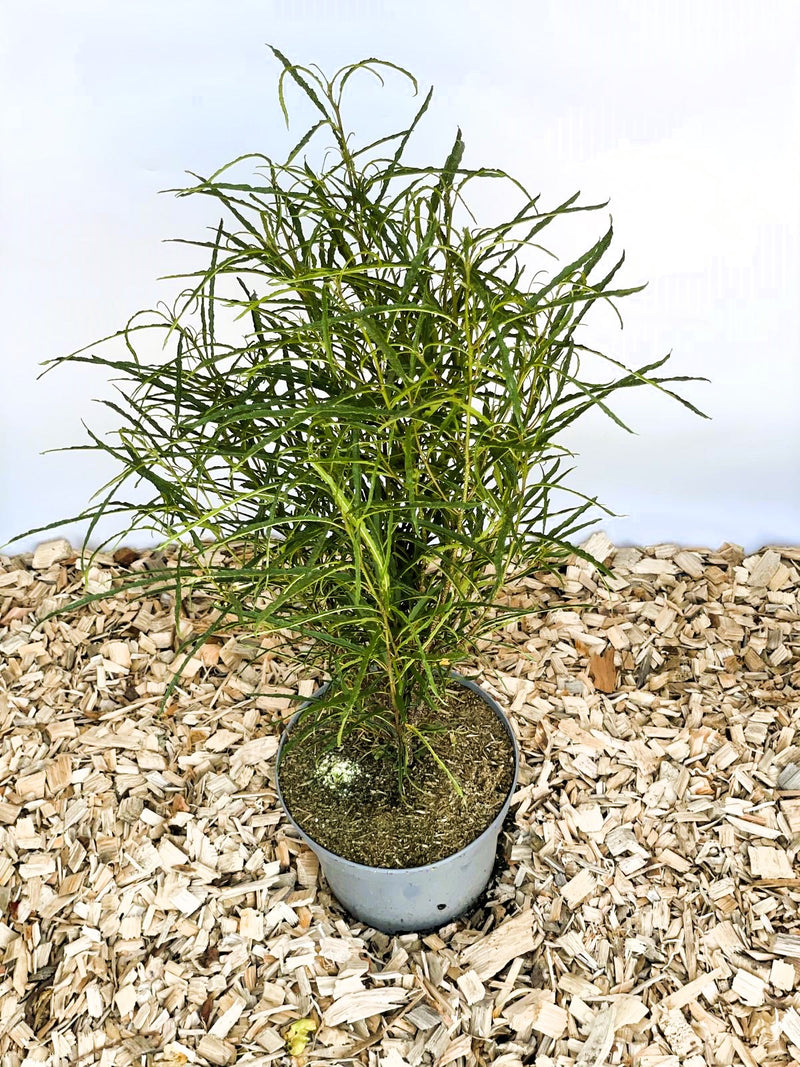 Faulbaum Rhamnus frangula Fine Line mit schmalen, langen grünen Blättern in grauem Topf auf Holzspänen.
