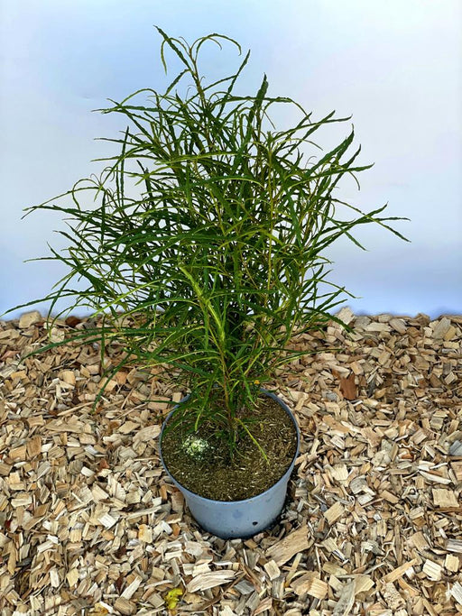Faulbaum Rhamnus frangula Fine Line mit schmalen, langen grünen Blättern in grauem Topf auf Holzspänen.