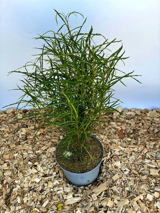 Faulbaum Rhamnus frangula Fine Line mit schmalen, langen grünen Blättern in grauem Topf auf Holzspänen.