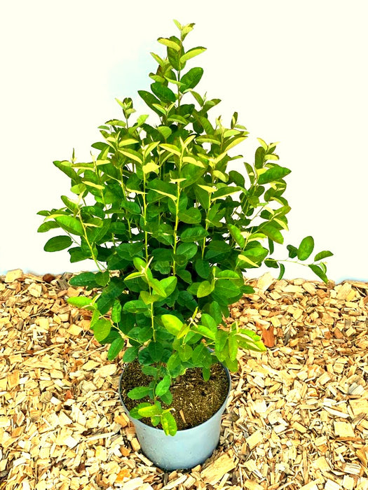 Felsenbirne Amelanchier lamarckii Rainbow Pillar mit grünen Blättern in grauem Topf auf Holzspänen vor hellem Hintergrund.