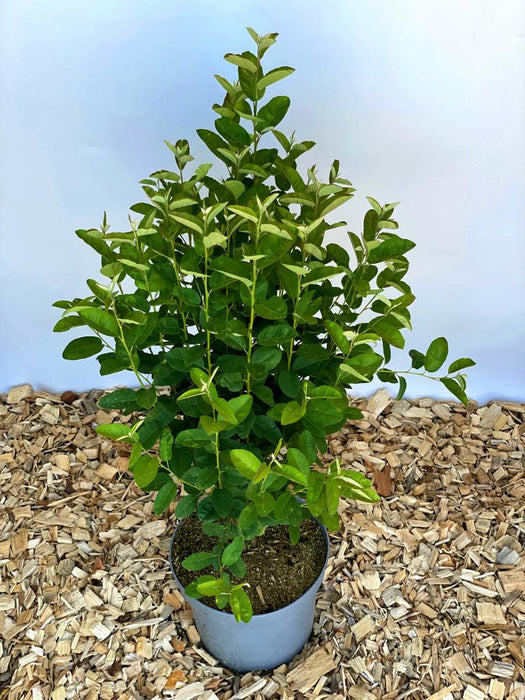 Felsenbirne Amelanchier lamarckii Rainbow Pillar mit grünen Blättern in grauem Topf auf Holzspänen vor hellem Hintergrund.