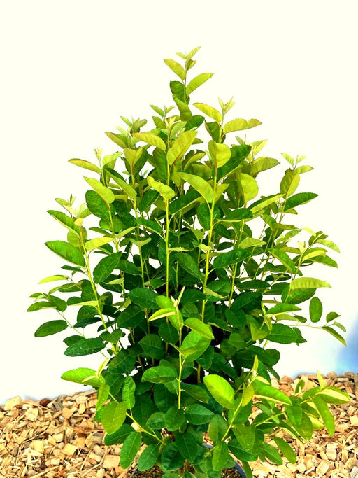 Felsenbirne Amelanchier lamarckii Rainbow Pillar mit grünen Blättern vor hellem Hintergrund und Mulchboden.