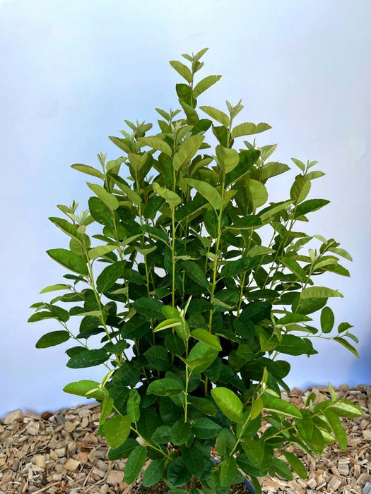 Felsenbirne Amelanchier lamarckii Rainbow Pillar mit grünen Blättern vor hellem Hintergrund und Mulchboden.