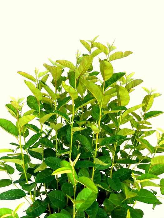 Felsenbirne Amelanchier lamarckii Rainbow Pillar mit grünen, länglichen Blättern vor hellem Hintergrund.