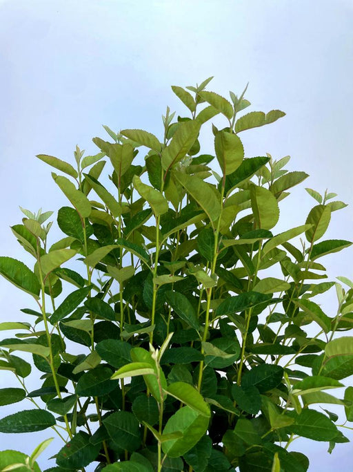 Felsenbirne Amelanchier lamarckii Rainbow Pillar mit grünen, länglichen Blättern vor hellem Hintergrund.