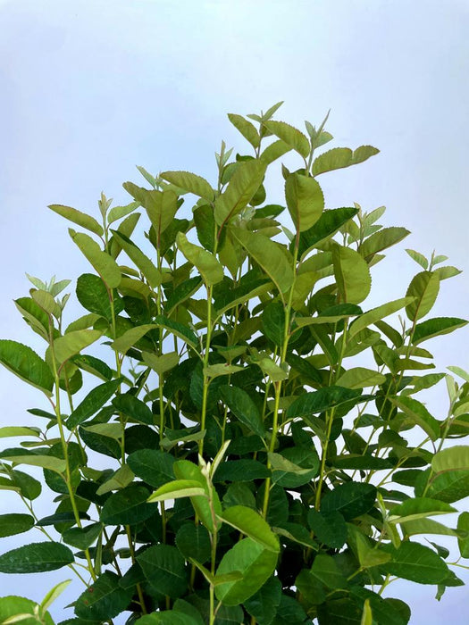 Felsenbirne Amelanchier lamarckii Rainbow Pillar mit grünen, länglichen Blättern vor hellem Hintergrund.