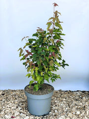 Feuerahorn Acer Tataricum Ginnala mit grünen und roten Blättern in grauem Topf auf Holzspänen vor blauem Hintergrund.