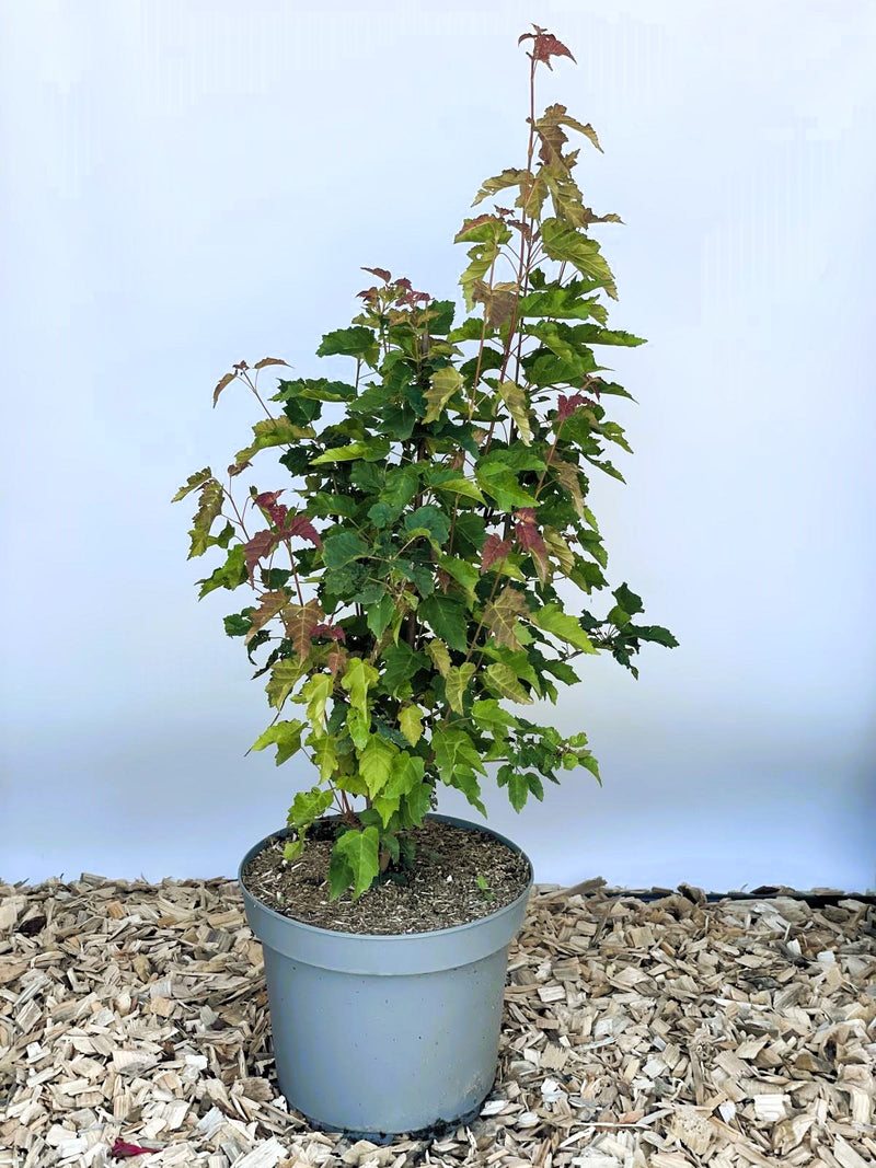 Feuerahorn Acer Tataricum Ginnala mit grünen und roten Blättern in grauem Topf auf Holzspänen vor blauem Hintergrund.
