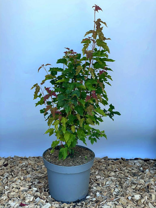Feuerahorn Acer Tataricum Ginnala mit grünen und roten Blättern in grauem Topf auf Holzspänen vor blauem Hintergrund.